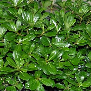 Pittosporum tobira 'Nanum' ---